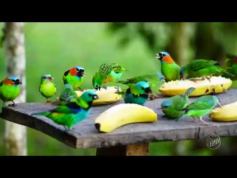 Juquitiba Terra de Muitas Aves