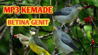 Download lagu Suara pikat kemade betina ribut genit memanggil sang jantan di jamin ampuh#birdsounds mp3 Download lagu Suara pikat kemade betina ribut genit memanggil sang jantan di jamin ampuh#birdsounds mp3