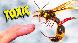 STUNG by Meanest Japanese Wasp!