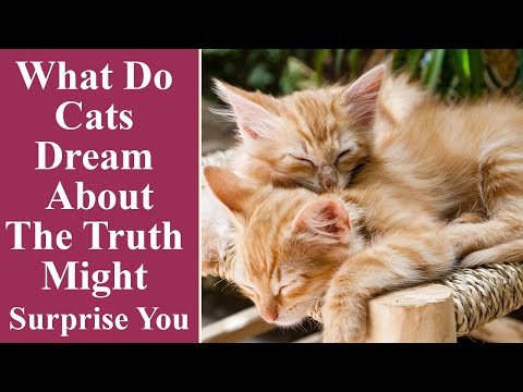 What Do Cats Dream About the Truth Might Surprise You