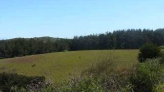 new cool collective-so cool