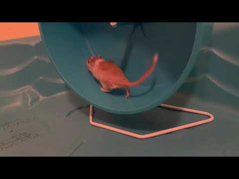 Coco, an adopted Gerbil in ALBANY, NY_image-1