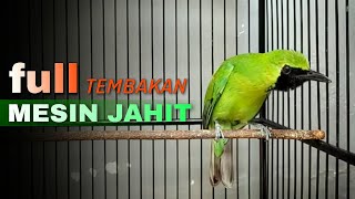 Download lagu 🔴FULL TEMBAKAN MESIN JAHIT‼️CUCAK IJO GACOR NGENTROK MENDONGKRAK BONGKAR ISIAN mp3 Download lagu 🔴FULL TEMBAKAN MESIN JAHIT‼️CUCAK IJO GACOR NGENTROK MENDONGKRAK BONGKAR ISIAN mp3