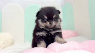 ハーフ犬の動画01