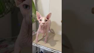 ごはんの時間でソワソワする猫アレクサンドラ【スフィンクス】