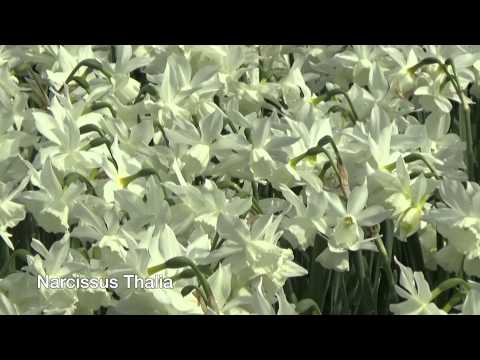 Narcissus Thalia - Narcissus Bulbs from Holland