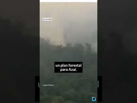Fuego amenaza plan forestal de asaí en Porvenir