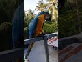 Meet The World S Smartest Macaw Parrot Incredible Intelligence Helping Animals Macawparrot