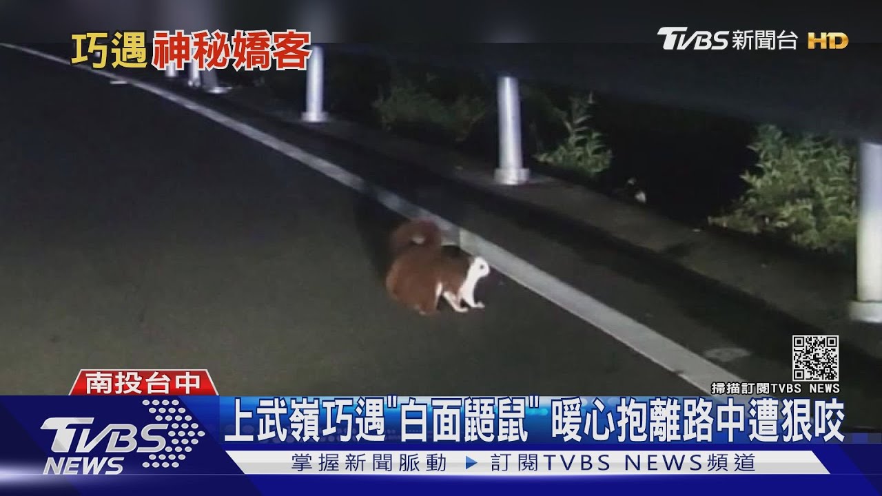 上武嶺巧遇「白面鼯鼠」 暖心抱離路中遭狠咬