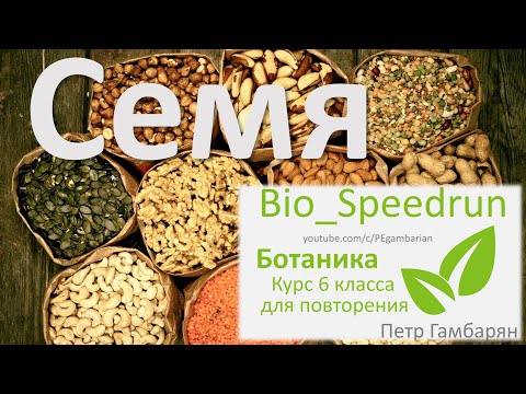 3. Семя (Speedrun ботаника 6 класс, ЕГЭ, ОГЭ 2021)