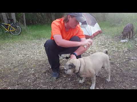 Ranger review of Green Goo, Bugs Be Gone with our pug Bo