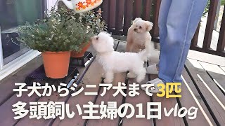 ５０代専業主婦と3匹の犬との暮らし / 主婦の1日 / トイプードル多頭飼い / 5分でできる昼ごはん / 主婦vlog