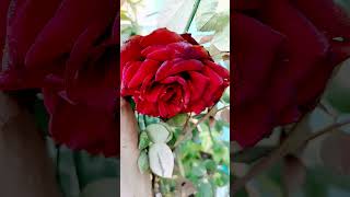 Download lagu Aisi Baat Kya Mujhme Jo Tu Mujhpe Jaan Deta Hai || Trending Shorts || Youtube Shorts mp3