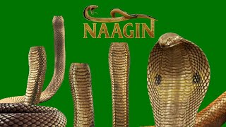 Download lagu Naagin 7 Anantkul Naagrani Snake Animation & Half Snakes Green Screen 2026 mp3