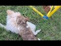 Chihuahua dogs for sale: Charlie Brown Smooth Coat  - Video 5