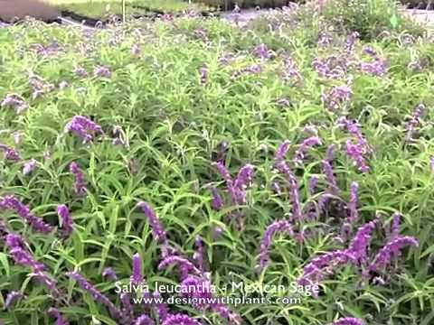 download lagu mp3 mp4 Mexican Bush Sage Medicinal Use, download lagu Mexican Bush Sage Medicinal Use gratis, unduh video klip Mexican Bush Sage Medicinal Use