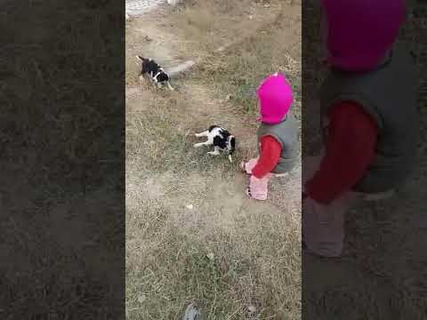 all time she like puppy 🥰🥰🥰🐶🐶🐶