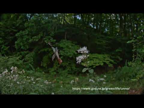 アサギマダラ20240923 #アサギマダラ2024