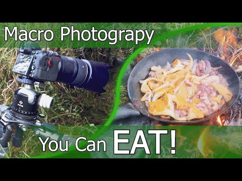Macro Photography You can EAT! Foraging, Fungi, Fire Making & Cooking in the Scottish Woods