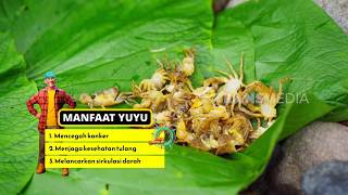 Download lagu Pelas Yuyu Daun Bumba | JEJAK SI GUNDUL (29/07/26) P3 mp3 Download lagu Pelas Yuyu Daun Bumba | JEJAK SI GUNDUL (29/07/26) P3 mp3