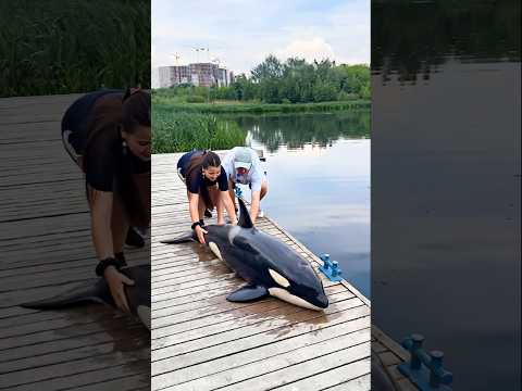 Manvi and Chintu worked together to save the dolphin#youtubeshorts #viralshort