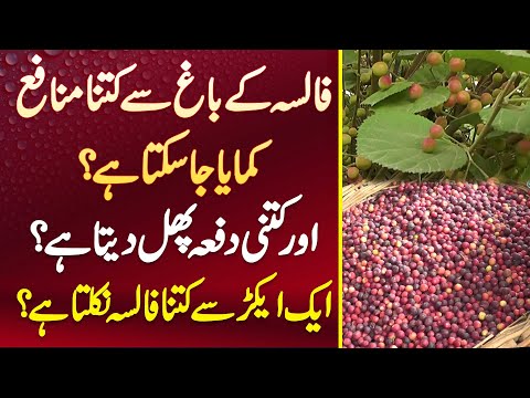 Falsa Ke Bagh Se Kitna Profit Kamaya Ja Sakta Ha? 1 Acres Se Kitna Falsa Nikalta Ha?