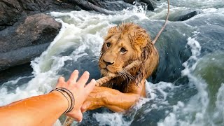 50 Pessoas Heroicas que Salvaram a Vida de Animais