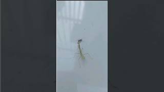 LOUVA DEUS COM MEDO DA FORMIGA