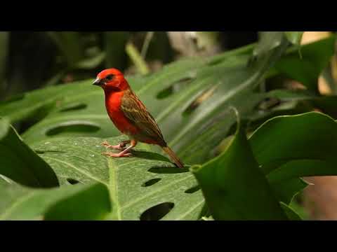 Fodia červená (Foudia madagascariensis) — spev a hlas v prírode