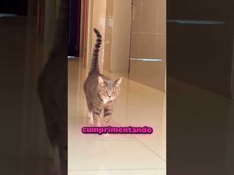 SEU GATO ESTÁ TENTANDO TE AVISAR ALGO... VOCÊ SABE O QUÊ? 🐾