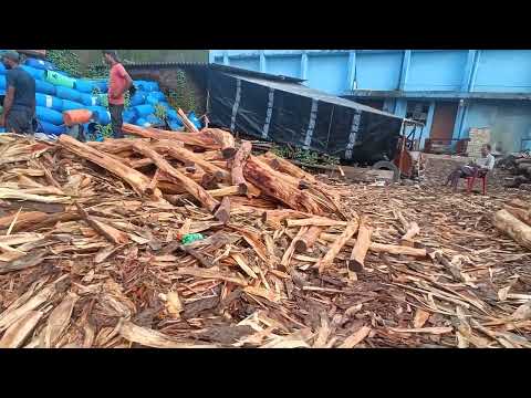 Khair wood accia catachu