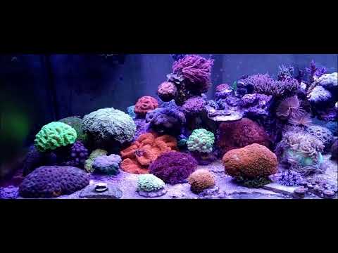 Panoramareef section1- january 2023