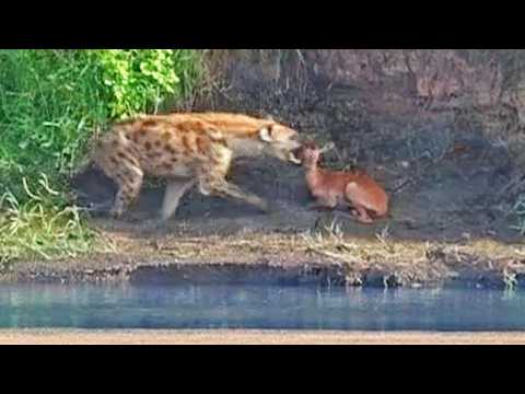 Hiding Impala Lamb Sniffed out By Hyena From Above