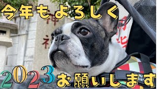 『年末年始』ワンコに初めて牛肉あげてみた！そして初詣へ🐶