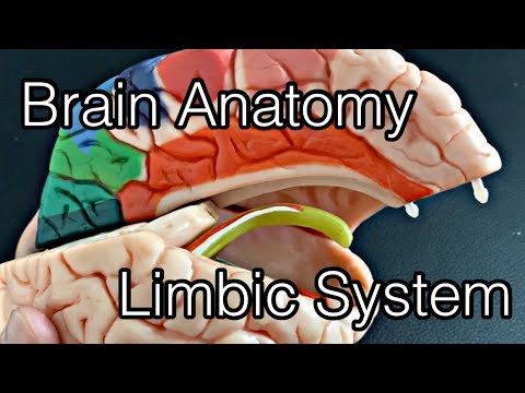 Anatomy of brain: limbic system (English)