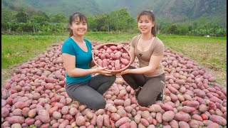 Harvesting Red Potatoes With Phương Free Bushcraft, Goes To Market Sell - Ly Tieu Toan