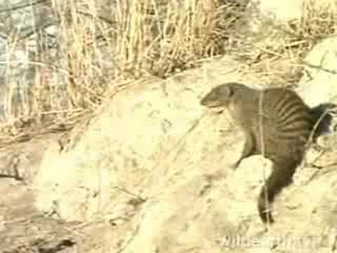 WildEarth.TV 9-14-08 Banded Mongoose