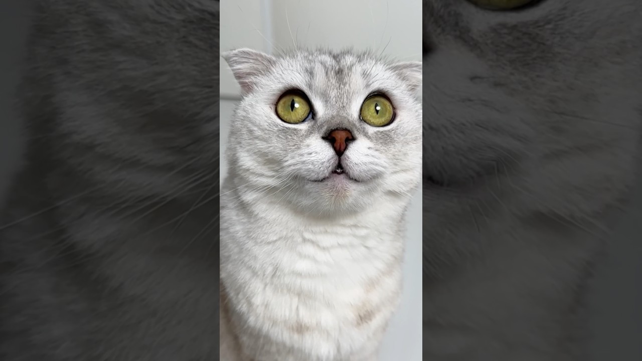 Sonya 🙄 #cat #lego