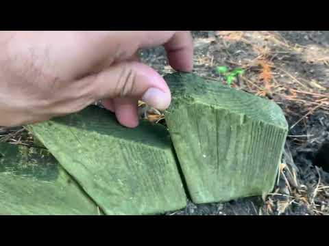 Carpenter Ants Found in Three Different Locations in Skillman, NJ