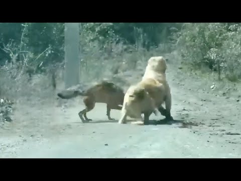THE WOLF ATTACKED THE WRONG DOG AND LOOK WHAT HAPPENED