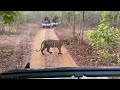 The Pride Of Tiger Maharashtra Forest Department Forestguard