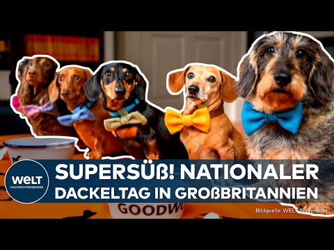Video Thumbnail: BILDER DES TAGES: Britischer Dackel-Tag, süßes Känguru in Stralsund und Festival-Feeling