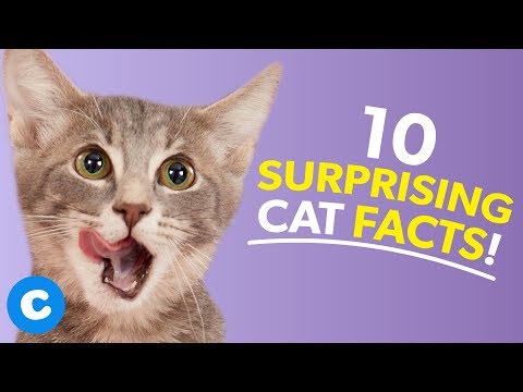 10 Interesting Facts About Cats  | Chewy