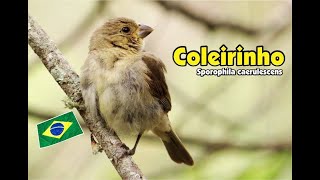 preview picture of video 'Coleirinho femea'