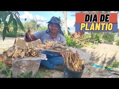 Plantando capim Cameron, cana caiana e aipim manteiga junto com a val