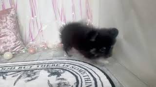 ハーフ犬の動画01