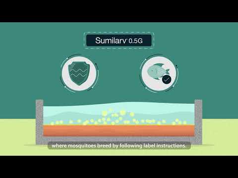 SumiLarv 0.5G Video