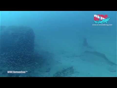 2014 07 20 PROTEUS DIVE