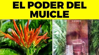 Eating MUICLE EVERY DAY will do THIS to your BODY