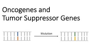 Oncogenes and Tumor Suppressor Genes - Tumor Genetics